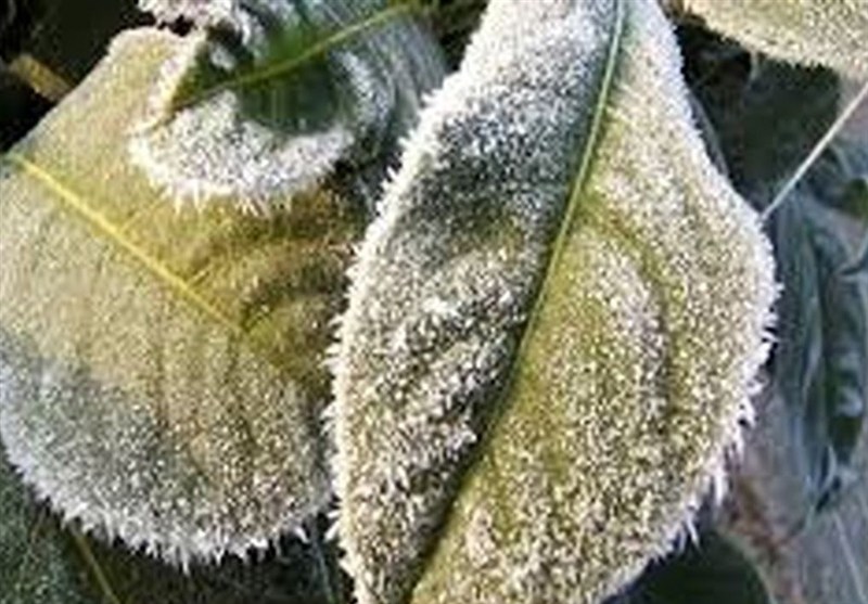 هشدار جدی برای کشاورزی خراسان جنوبی/ موج سرمای کم‌سابقه در راه است