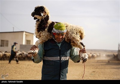 در مسیر محرومیت زدایی / مزرعه دامپروری روستای چپرقویمه