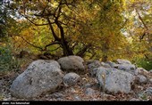 طبیعت پاییزی باغهای گردو کهمان شهرستان سلسله