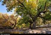 طبیعت پاییزی باغهای گردو کهمان شهرستان سلسله