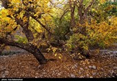 طبیعت پاییزی باغهای گردو کهمان شهرستان سلسله