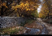 طبیعت پاییزی باغهای گردو کهمان شهرستان سلسله