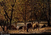 طبیعت پاییزی باغهای گردو کهمان شهرستان سلسله