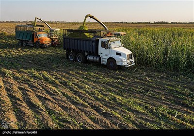 برداشت ذرت علوفه ای دام