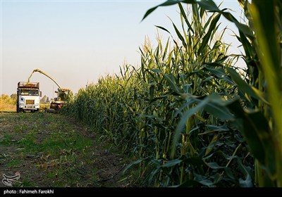 برداشت ذرت علوفه ای دام