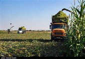 برداشت ذرت علوفه ای دام