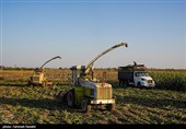 برداشت ذرت علوفه ای دام