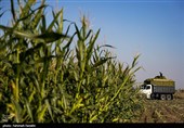برداشت ذرت علوفه ای دام