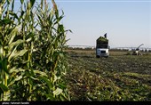 برداشت ذرت علوفه ای دام