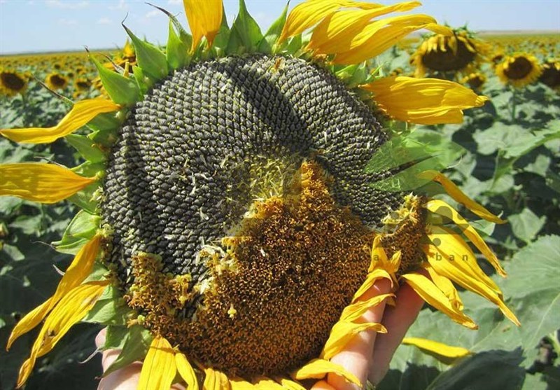 کشاورزی , اخبار شاهرود , اخبار استان سمنان , تسنیم , 