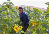 کم‌بارشی مانع درخشش آفتابگردان‌های کالپوش نشد