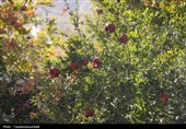 برگزاری دومین جشنواره انار نمهیل خلخال با استقبال پرشور