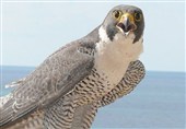 متلاشی شدن باند قاچاق پرندگان کمیاب/ کشف 11 شاهین به ارزش 500 میلیارد ریال