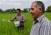 کشاورزان گیلانی از تحول در توزیع کود می‌گویند؛ محصول بهتر، دل شادتر