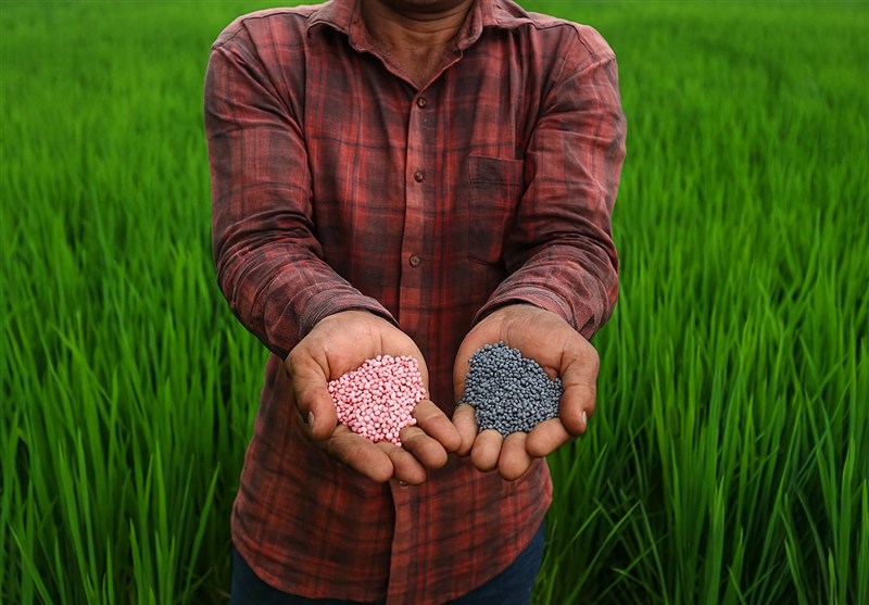 اخبار استان گیلان , اخبار رشت , کشاورزی ,