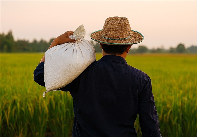 اخبار استان گیلان , اخبار رشت , کشاورزی ,