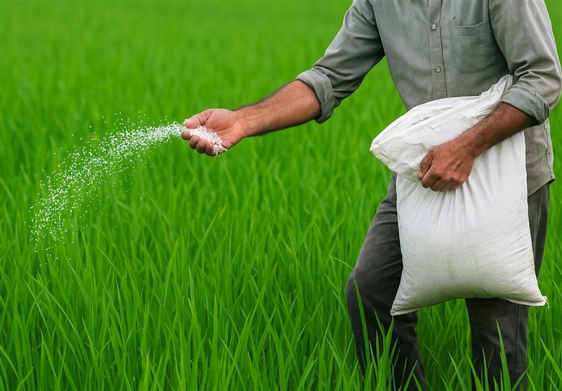 اخبار استان گیلان , اخبار رشت , کشاورزی ,