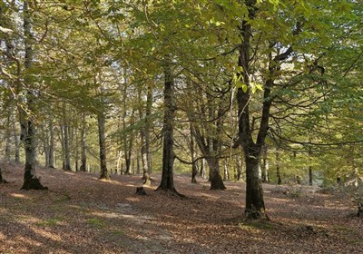 رقص برگ‌های هزاررنگ؛ سفری به قلب جنگل‌های پاییزی گیلان