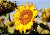 مزارع آفتابگردان کرمانشاه در قاب پاییز