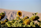 مزارع آفتابگردان کرمانشاه در قاب پاییز