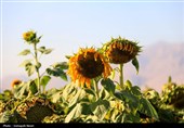مزارع آفتابگردان کرمانشاه در قاب پاییز