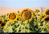 مزارع آفتابگردان کرمانشاه در قاب پاییز