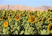 مزارع آفتابگردان کرمانشاه در قاب پاییز