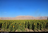 مزارع آفتابگردان کرمانشاه در قاب پاییز
