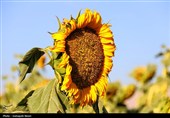 مزارع آفتابگردان کرمانشاه در قاب پاییز