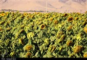 مزارع آفتابگردان کرمانشاه در قاب پاییز