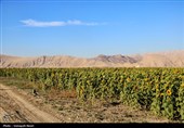 مزارع آفتابگردان کرمانشاه در قاب پاییز