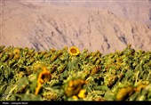 مزارع آفتابگردان کرمانشاه در قاب پاییز