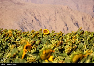 مزارع آفتابگردان کرمانشاه در قاب پاییز