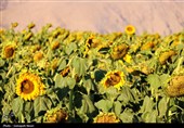 مزارع آفتابگردان کرمانشاه در قاب پاییز