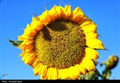 مزارع آفتابگردان کرمانشاه در قاب پاییز
