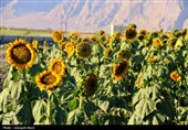 مزارع آفتابگردان کرمانشاه در قاب پاییز