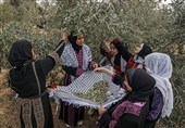 Palestine’s Olives: Roots of Resistance beneath Israeli Regime’s Boots