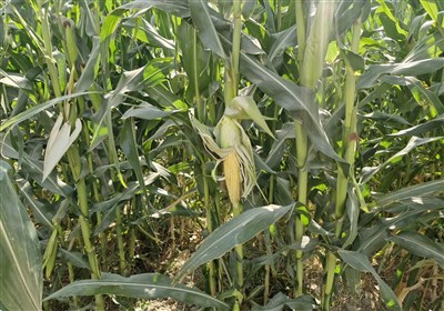 اجرای الگوی کشت در استان تهران با جایگزینی محصولات کم‌آب‌بر به جای ذرت و هندوانه