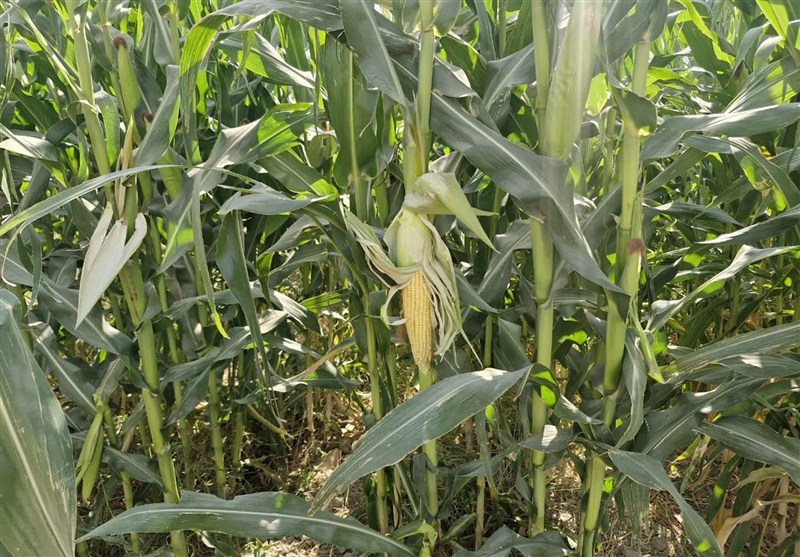 اجرای الگوی کشت در استان تهران با جایگزینی محصولات کم‌آب‌بر به جای ذرت و هندوانه