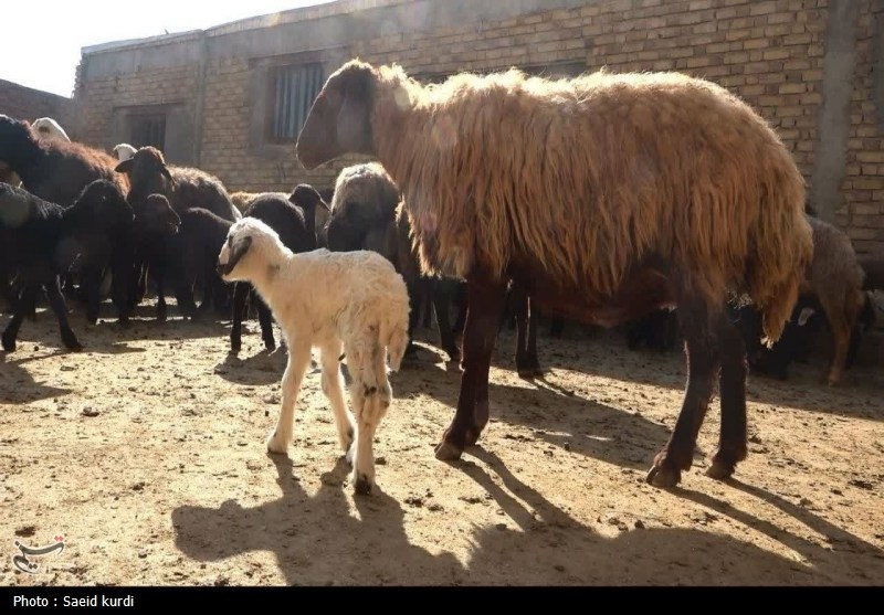 اخبار استان کردستان , اخبار بیجار ,