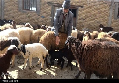 دامداران در آستانه فروپاشی/ مطالبه فوری نماینده خرم‌آباد برای تأمین نهاده‌های دامی