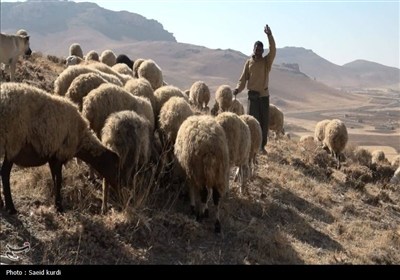 همزمان‌سازی فحلی دام‌های سبک در بیجار