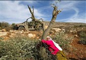 تداوم اشغالگری رژیم صهیون در کرانه باختری/ هویت‌زدایی از فلسطینیان با قطع درختان زیتون