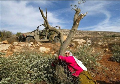 تداوم اشغالگری رژیم صهیون در کرانه باختری/ هویت‌زدایی از فلسطینیان با قطع درختان زیتون