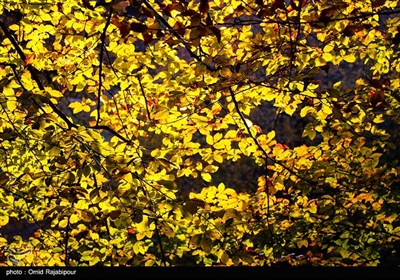 طبیعت پاییزی -گیلان