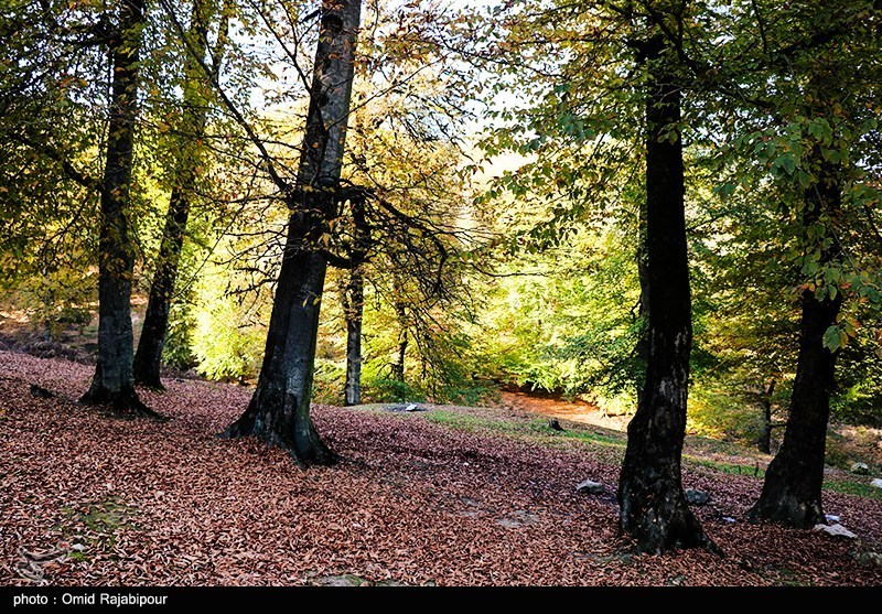جيلان في أبهى حللها الخريفية: رحلة إلى قلب غابات هيركاني البكر