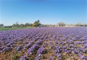 زعفران؛ راهکاری پایدار برای کشاورزی استان سمنان در بحران آبی