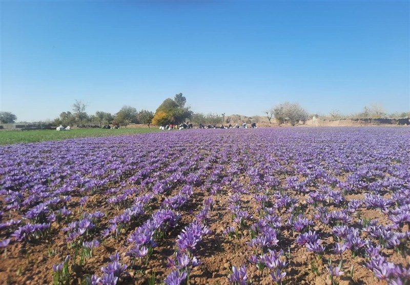 آغاز برداشت طلای سرخ در مه‌ولات/ 3هزار هکتار سطح زیر کشت زعفران