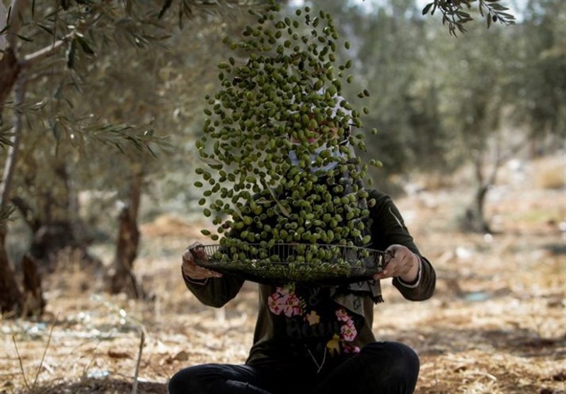 پیش بینی تولید 100 هزار تن زیتون در سال 1404