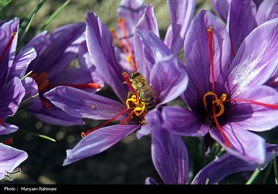 طلوع زعفرانی پاییز؛ روایت برداشت طلای سرخ در کلات